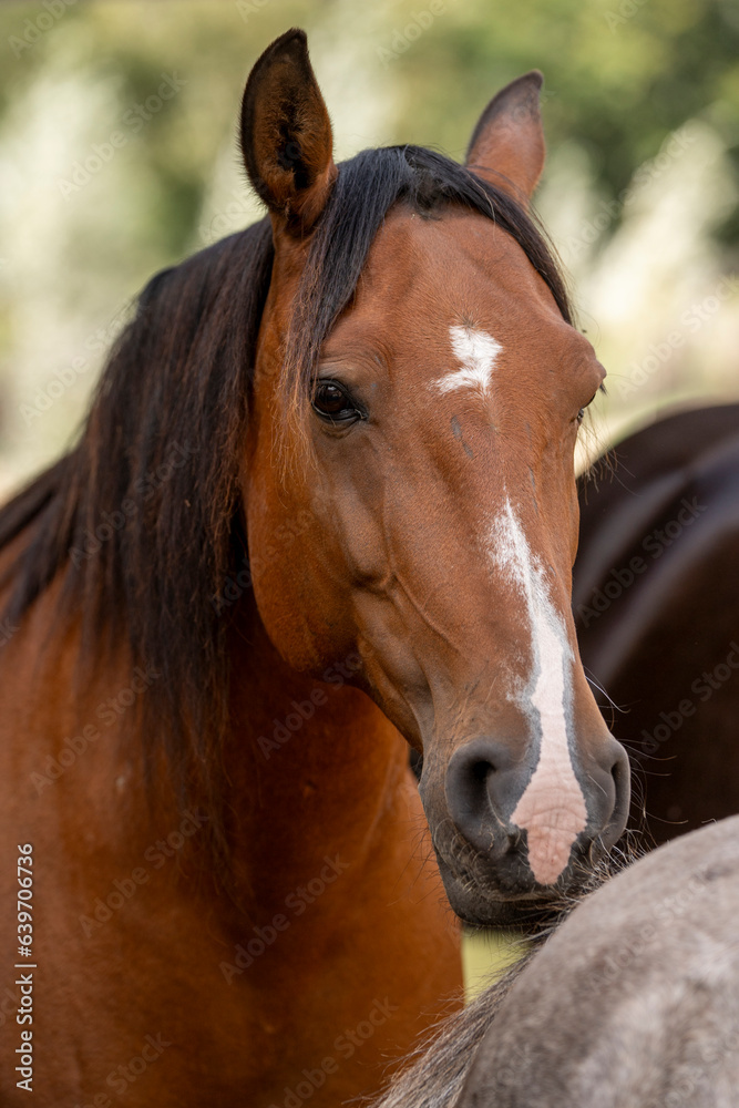 horse portrait heads in paddock paradise beautiful equine