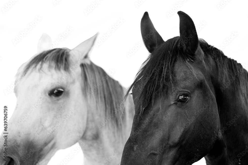 Obraz premium horse portrait heads in paddock paradise beautiful equine