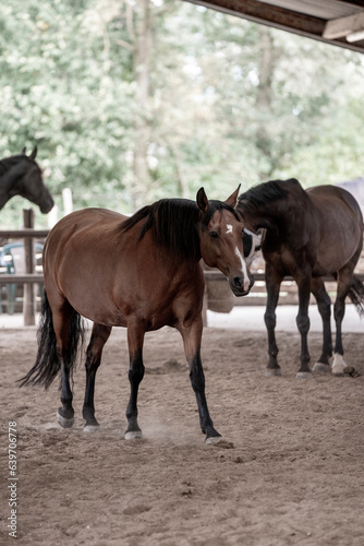 horse portrait heads in paddock paradise beautiful equine © PIC by Femke
