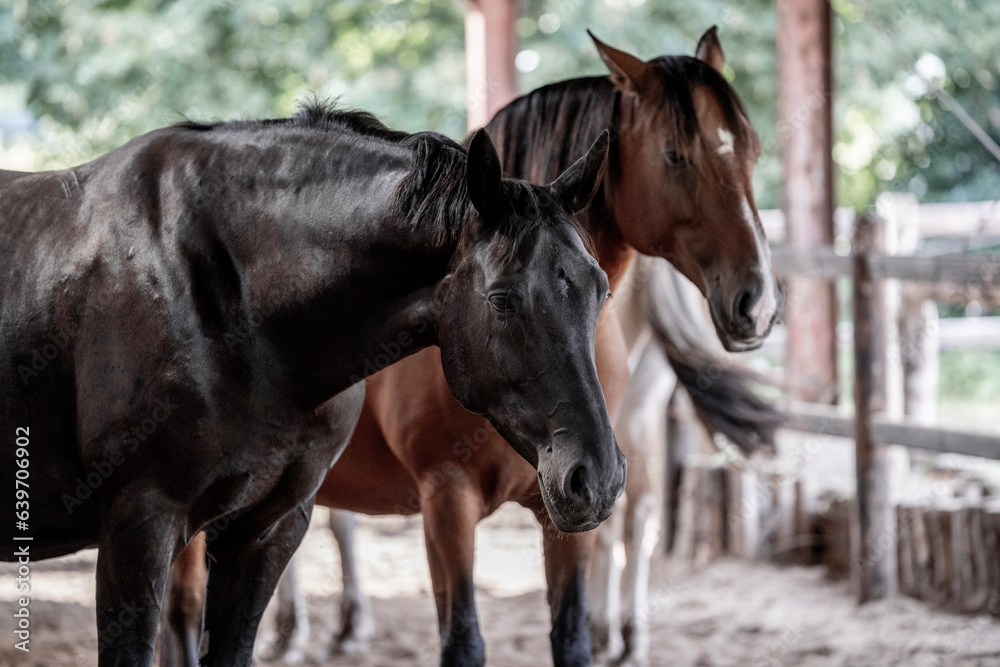 horse portrait heads in paddock paradise beautiful equine horse portrait heads in paddock paradise beautiful equine