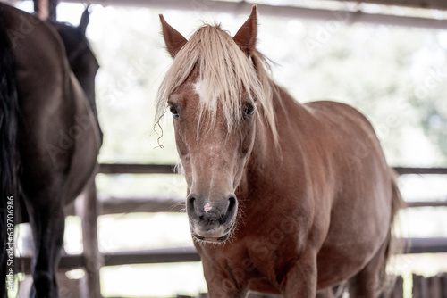 Fototapeta Naklejka Na Ścianę i Meble -  horse portrait heads in paddock paradise beautiful equine