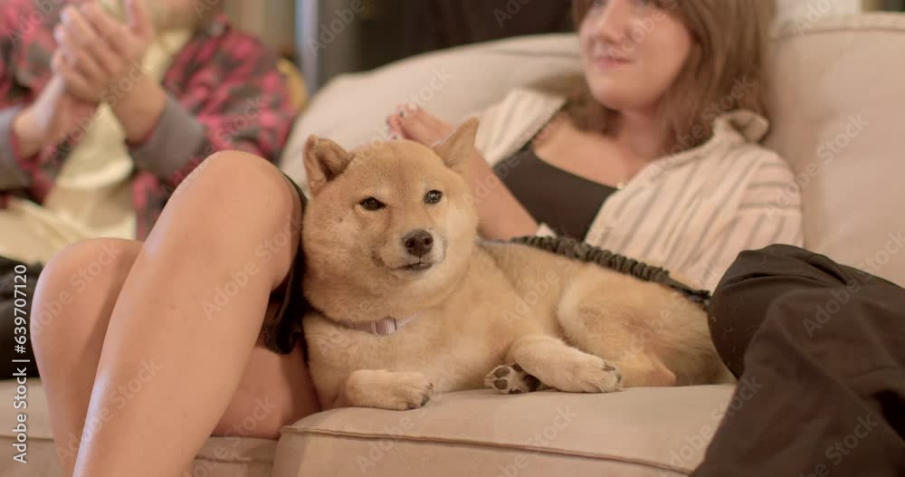 Shiba Inu breed dog gets stressed by loud applause of people at public event. People pet it on head. Companion dogs provide companionship and assistance with emotional support. Lifestyle background Shiba Inu breed dog gets stressed by loud applause of people at public event. People pet it on head. Companion dogs provide companionship and assistance with emotional support. Lifestyle background