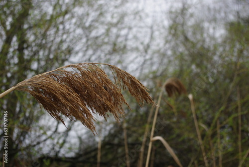reeds in the wind