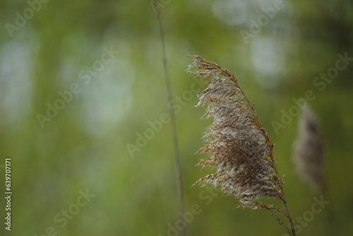 close up of reed