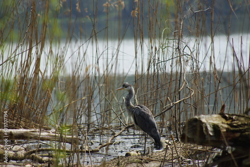 great blue heron in the marsh