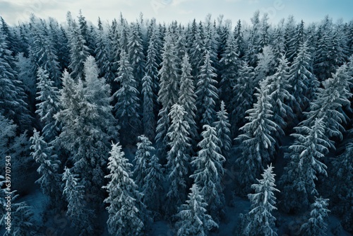 Photography of Pine Trees Covered With Snow in froggy forest 