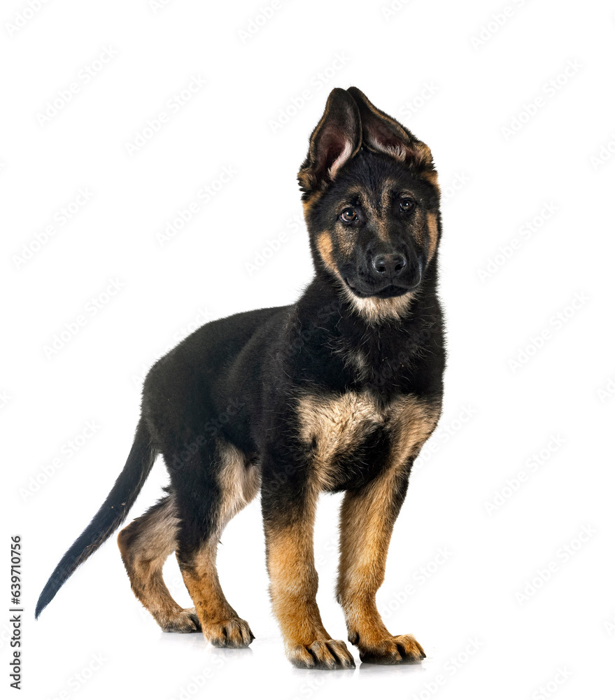 young german shepherd