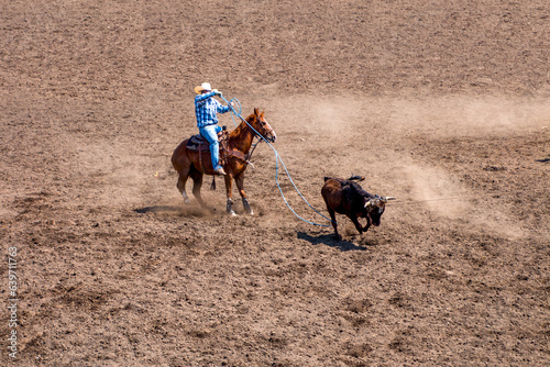A cowboy at a rodeo is competing in a team roping contest is roping the back legs. The other cowboy has already roped the head. The cowboy is wearing blue. with a white hat.