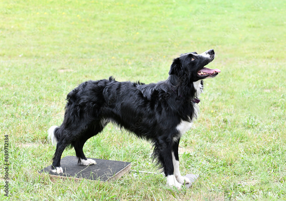 Fototapeta premium obedience training for border collie