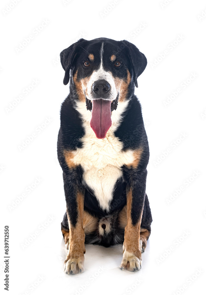 adult Appenzeller Sennenhund