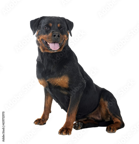 rottweiler in studio