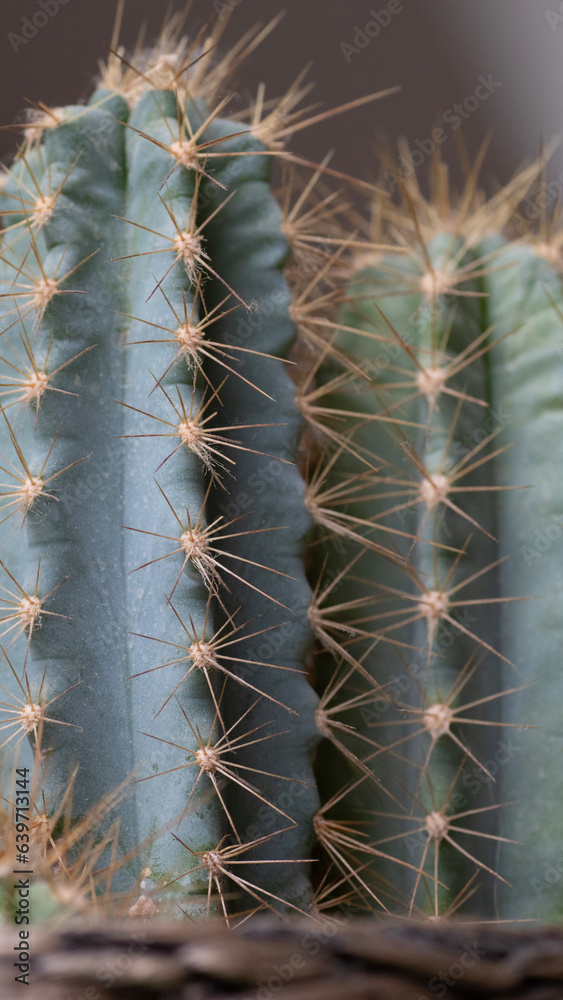 pilosocereus magnificus Kaktus sukkulenten pilosocereus magnificus Kaktus sukkulenten