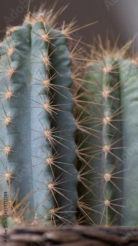 pilosocereus magnificus Kaktus sukkulenten  photo
