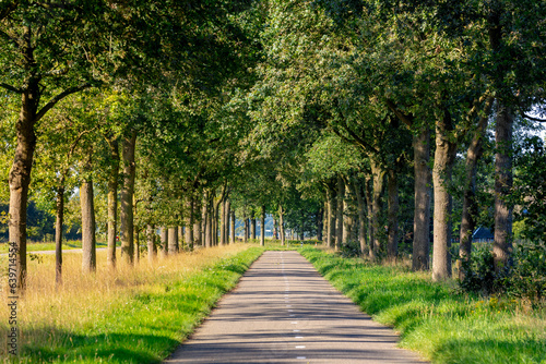 Small street with trees trunk along the way and soft sunlight in morning, Summer landscape view of a row of tree on both side of the road in Dutch countryside in province of Overijssel, Netherlands.
