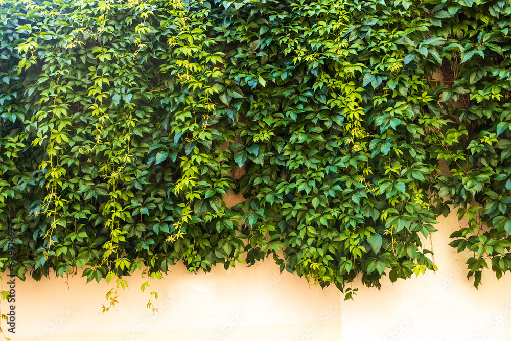 Parthenocissus hanging from the wall of an old house, space for text.