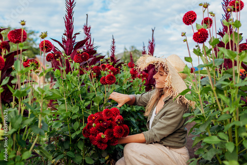 Stylish woman gardener cutting stems of red dahlias with secateur picking blooms on rural flower farm. Bouquet harvest