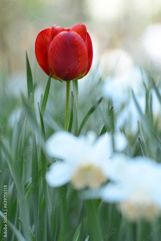 Fototapeta premium red tulips in the garden