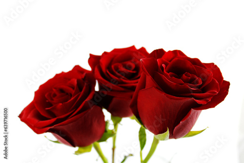 Detail of beautiful red roses