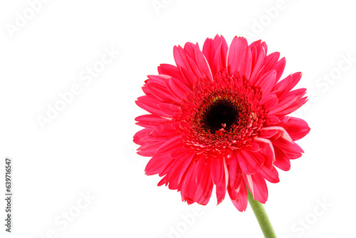 Pink Gerbera Daisy flower