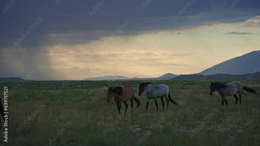 Wild Horses walking through the landscape with rainstorm in the background along the Pony Express Trail. Wild Horses walking through the landscape with rainstorm in the background along the Pony Express Trail.