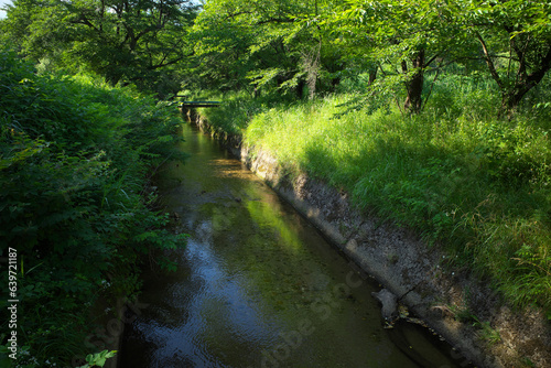 緑あふれる水路