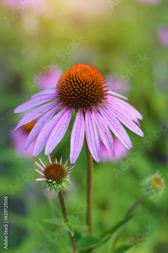 Close-up of an Echinacea purpureas flower. Grown as a medicinal or ornamental plant.