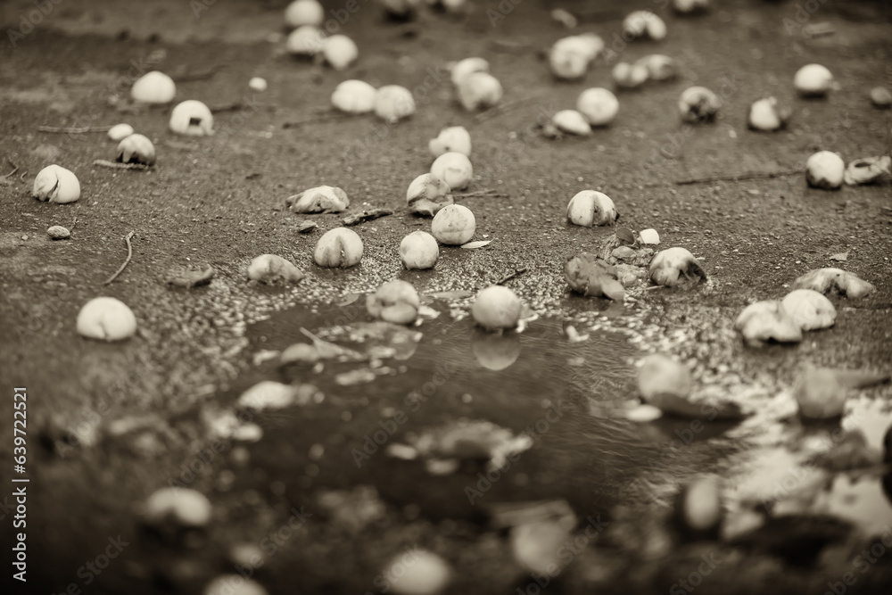 July month, Kyiv city, Ukraine, many ripe apricots lie on the asphalt after the rain. July month, Kyiv city, Ukraine, many ripe apricots lie on the asphalt after the rain.
