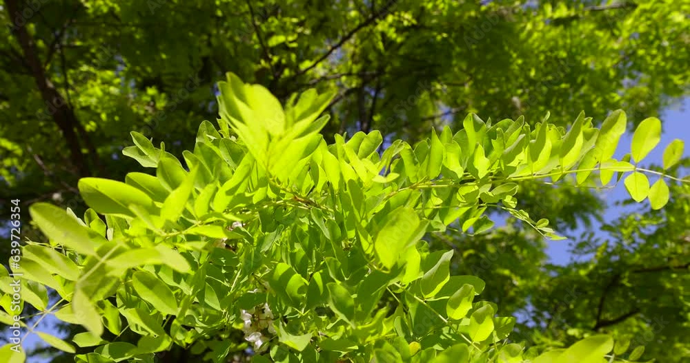 the acacia tree is white with green foliage during flowering in spring, a beautiful acacia tree in sunny weather the acacia tree is white with green foliage during flowering in spring, a beautiful acacia tree in sunny weather