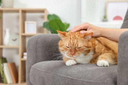 Woman petting cute ginger cat on armchair at home, closeup. Space for text © New Africa