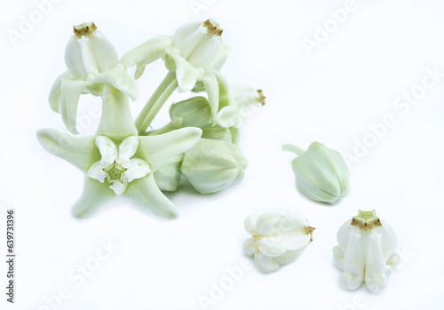 Crown flower waiting for bloom. Fresh Crown flower or Calotropis giantea on a white background.Milk weed,Giant Indian milk. photo