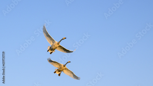 コハクチョウ,  夕日, オレンジ,反射,自然, 風景,  鳥,  空, フライング,群れ,北琵琶湖,湖北,冬,渡り,渡り鳥,飛翔