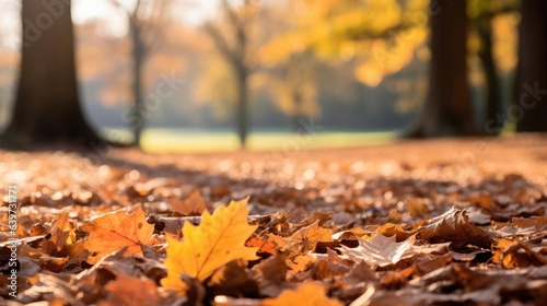 autumnal leaves on the ground in a park