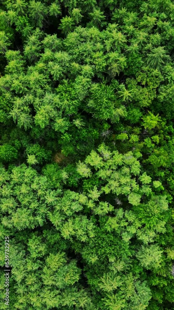flyover landscape wilderness forest and trees view from the air. flyover landscape wilderness forest and trees view from the air.