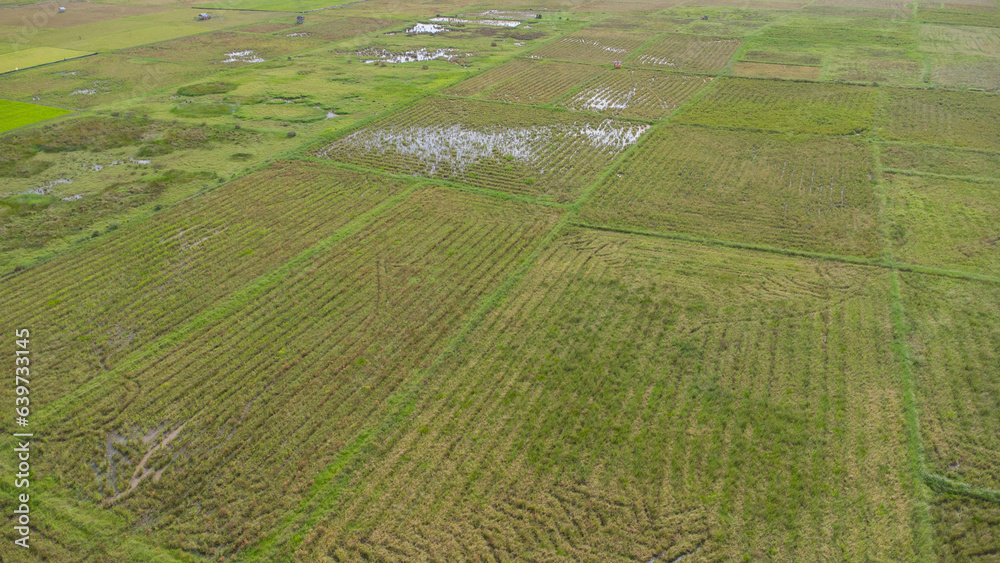 Aerial view of a large area of green rice fields and it can be seen that some of the rice fields have been harvested by farmers