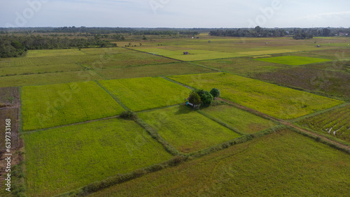 A very beautiful aerial view of a farmhouse in the middle of a rice field with green rice fields and a clear sky in the background