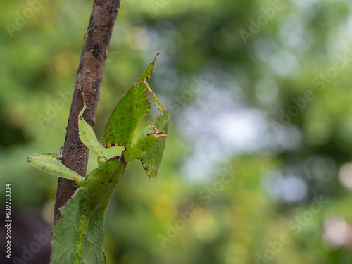 Leaf Insect on branch photo