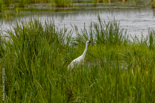 The whooping crane (Grus americana) in the Marsh. Native, rare the tallest North American bird   . photo