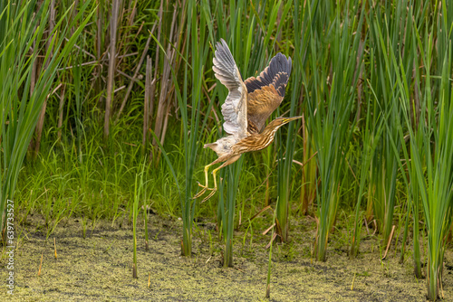 The American bittern (Botaurus lentiginosus).The  young bird flying away. photo