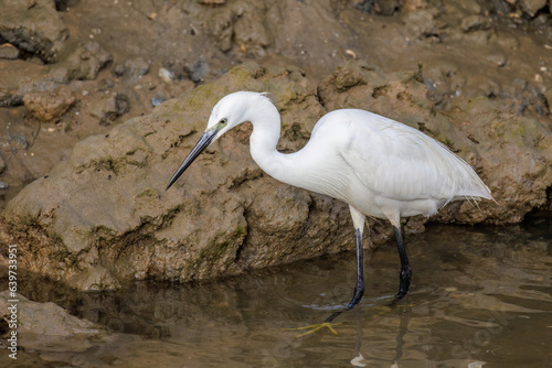 Seidenreiher (Egretta garzetta) photo