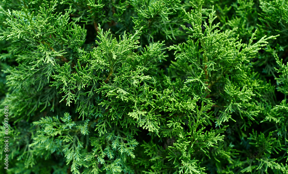 A photo of lush cypress tree foliage A photo of lush cypress tree foliage