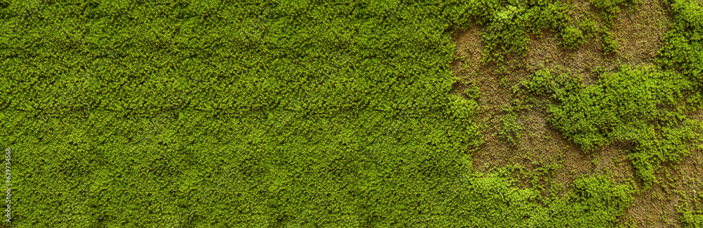 Texture of moss on the wall. green moss background, Green moss on grunge texture for text, creative, backdrop and interior design.Banner with nature pattern. Texture of moss on the wall. green moss background, Green moss on grunge texture for text, creative, backdrop and interior design.Banner with nature pattern.
