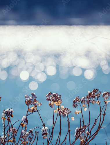 余呉湖, 枯れアジサイ, 逆光, 玉ボケ, 湖面, 反射,冬,厳冬,朝日,雪,風景,植物,光,滋賀県,長浜市,湖北地方