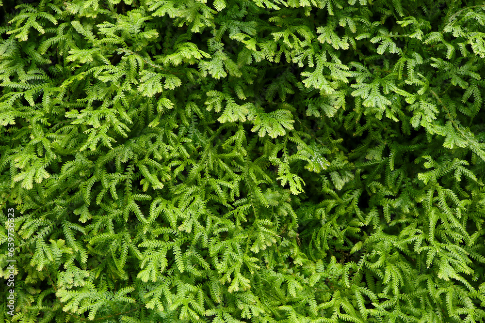 Ferns in the forest. Selaginella kraussiana natural floral fern background. Spreading Clubmoss a type of moss plant that grows in damp places. Nature background Ferns in the forest. Selaginella kraussiana natural floral fern background. Spreading Clubmoss a type of moss plant that grows in damp places. Nature background