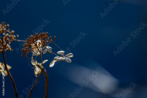余呉湖, 枯れアジサイ, 逆光, 玉ボケ, 湖面, 反射,冬,厳冬,朝日,雪,風景,植物,光,滋賀県,長浜市,湖北地方