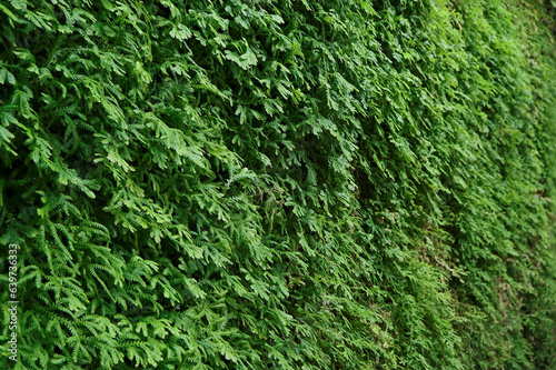 Ferns in the forest. Selaginella kraussiana natural floral fern background. Spreading Clubmoss a type of moss plant that grows in damp places. Nature background