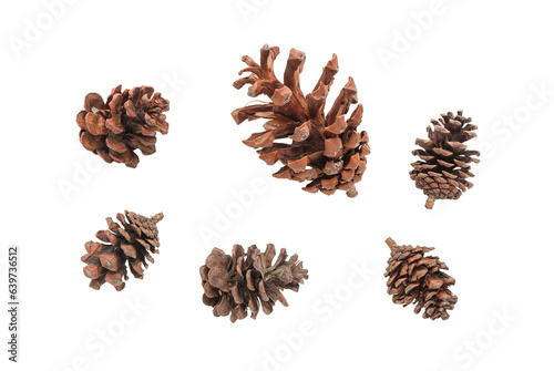 Set of Beautiful dry pine cone, Cones of coniferous trees on white background with clipping path.