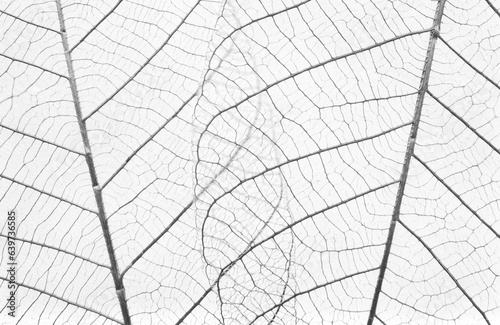Macro of Fiber structure of dry leaves texture background. skeletonized leaves on white background. Black and white leaf background.