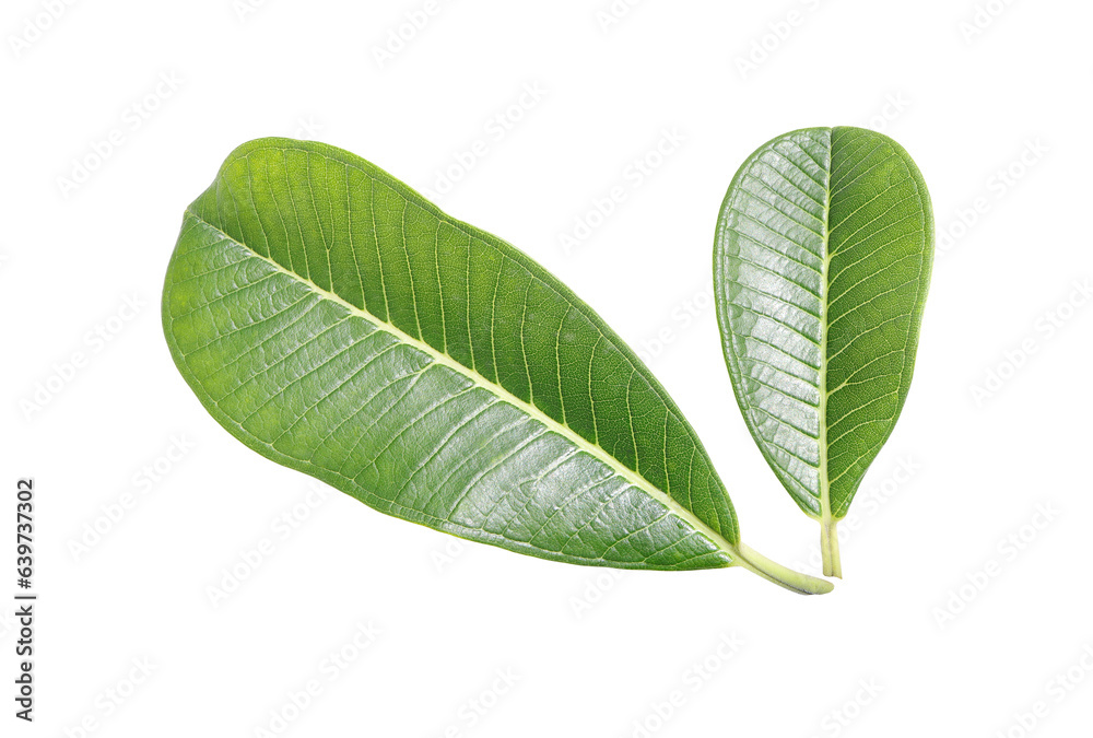 Obraz premium Green leaves of frangipani leaves, tropical plumeria leaves on white background with clipping path.