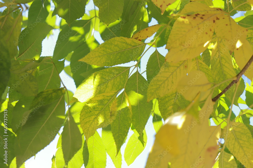 Obraz premium Fall Leaves