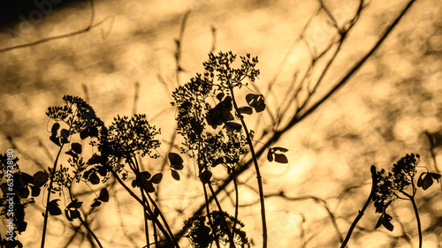 余呉湖, 枯れアジサイ, 黄金色,ゴールド,逆光, 玉ボケ, 湖面, 反射,冬,厳冬,朝日,雪,風景,植物,光,滋賀県,長浜市,湖北地方